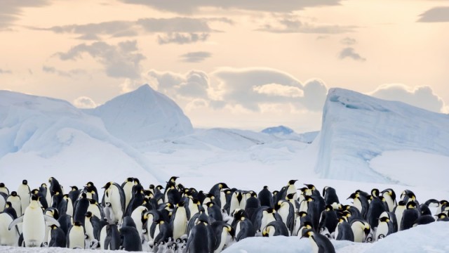 Putovanie tučniakov: Volanie oceánu (2017)