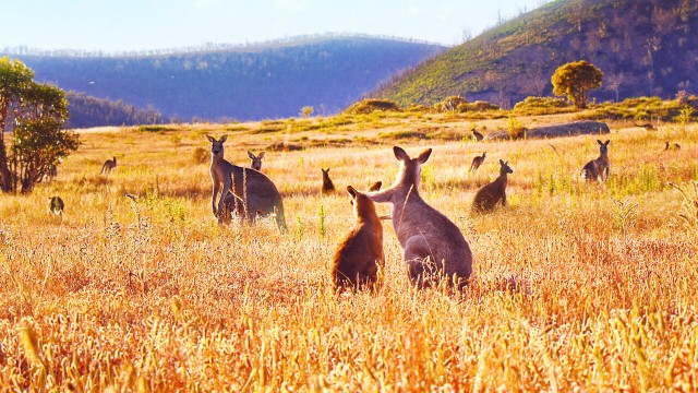Kangaroo Valley (2022)