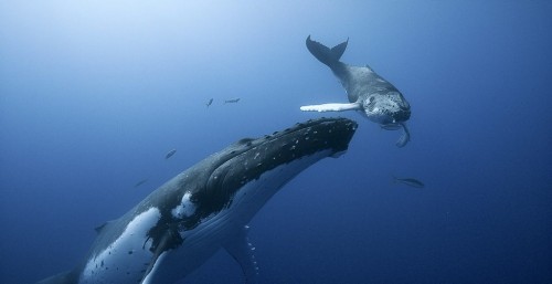 Národ veľrýb (2023) online
